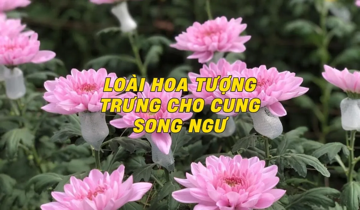 loài hoa tượng trưng cho cung song ngư